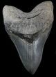 Big, Beautiful Lower Megalodon Tooth - Georgia #30369-1